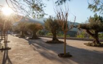 terraza olivos centeanarios